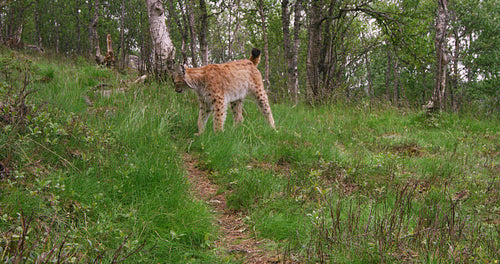 European lynx cub walking in the forest a summer evening
