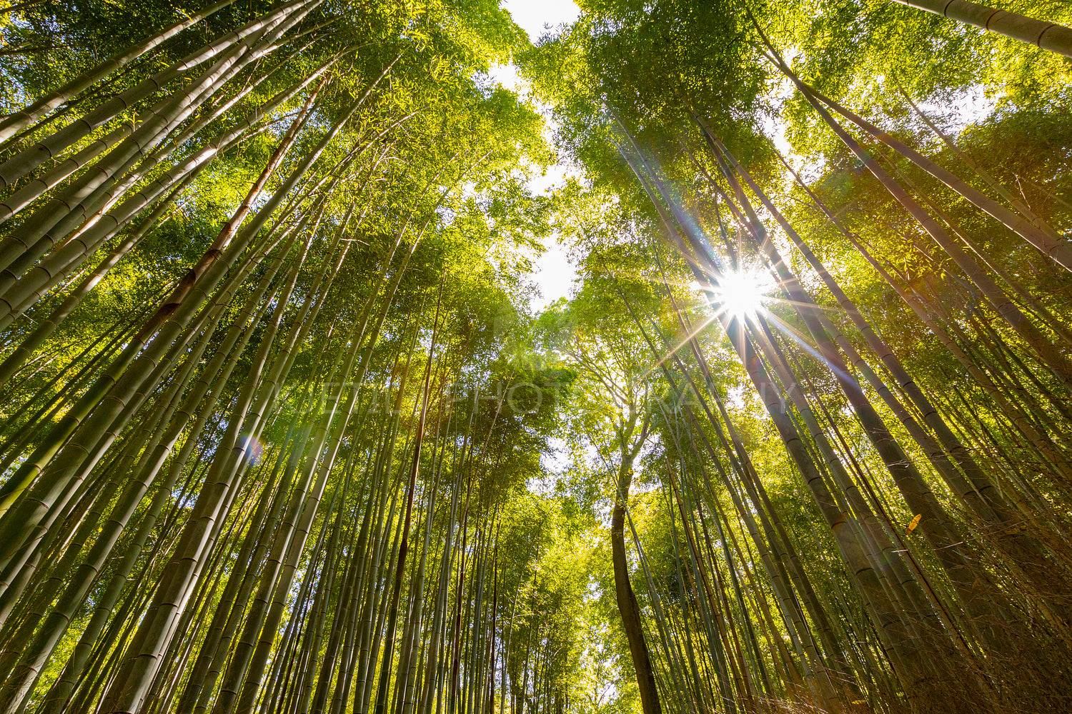 Low angle view of bamboo grove in forest against the sun
