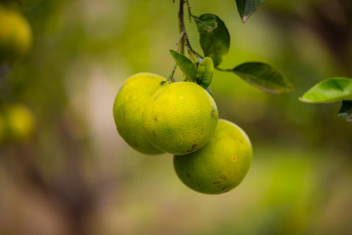 Organic Fresh Lemons Hanging in Tree At Farm