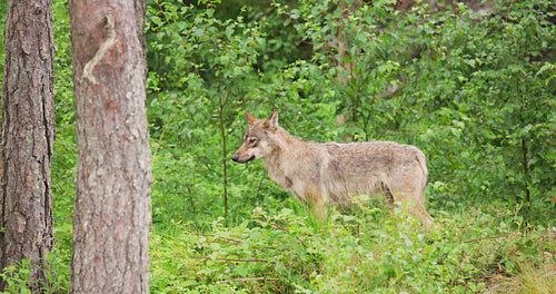 Lonely wild grey wolf looking after enemies in the forest