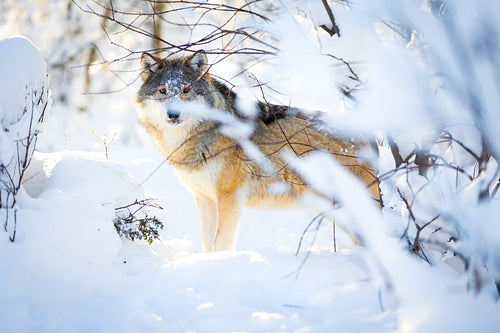 Hunting wolf with wild eyes walking in beautiful winter forest