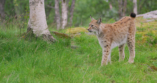 Cute young european lynx walking in the forest a summer evening