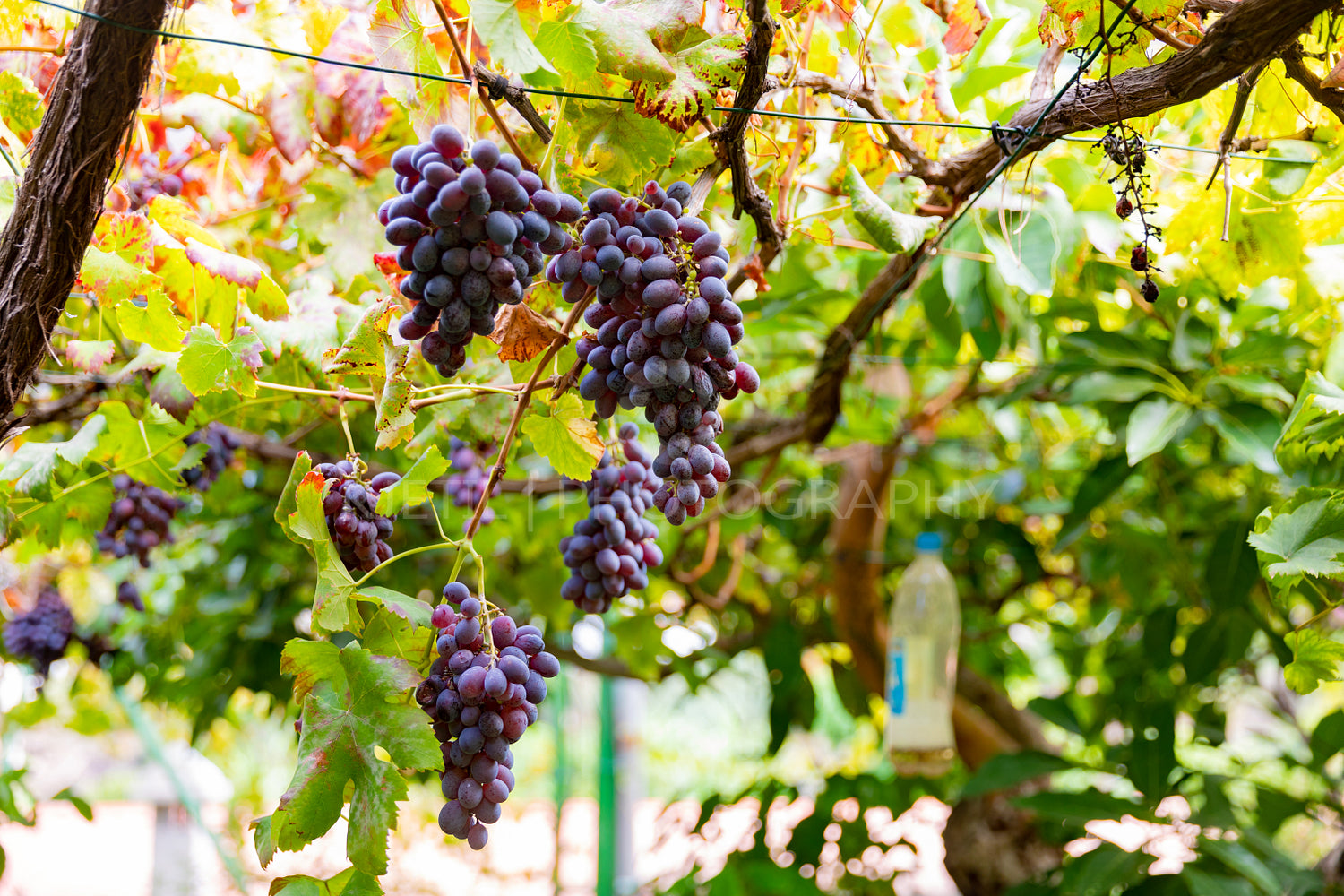 Bunches of grapes for Wine Production Growing At Vineyard