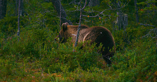 Young brown bear walking free in the forest looking for food