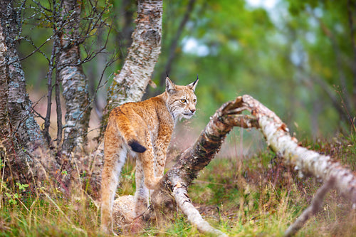 One eurasian lynx walking in forest at summer