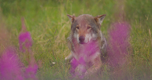 Close-up of a large adult male grey wolf looking for prey in a grass meadow