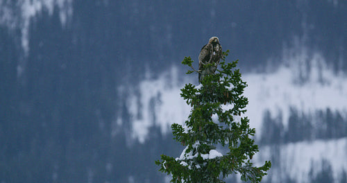 Large golden eagle sits in the top of a tree in hash and cold winter