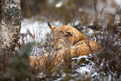 Eurasian lynx sleeping in the forest at winter