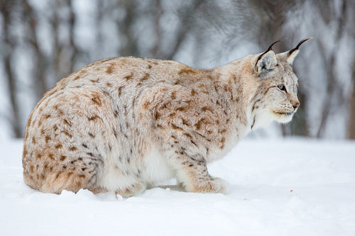 Lynx in the winter