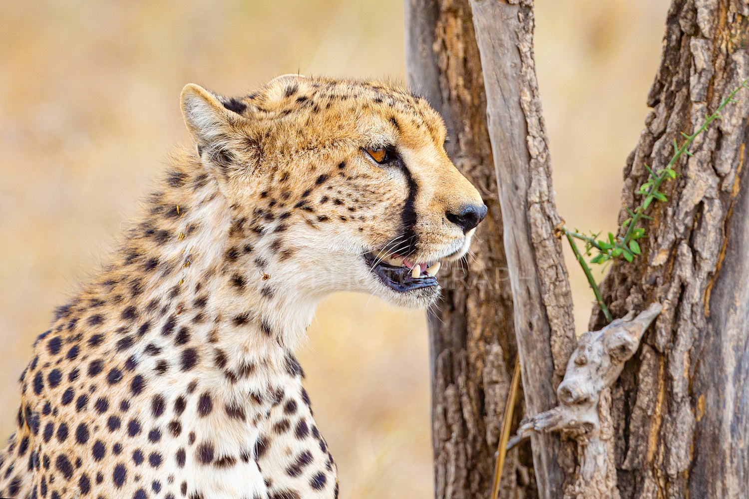 Cheetah sitting under tree and looking after prey in Serengeti