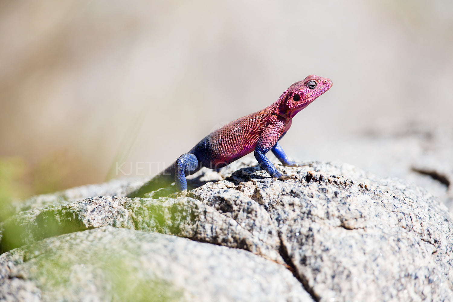 Colorful gecko in Serengeti