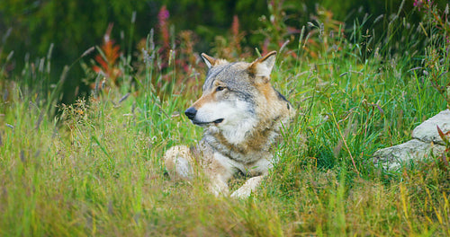 Large adult male grey wolf rests in the forest