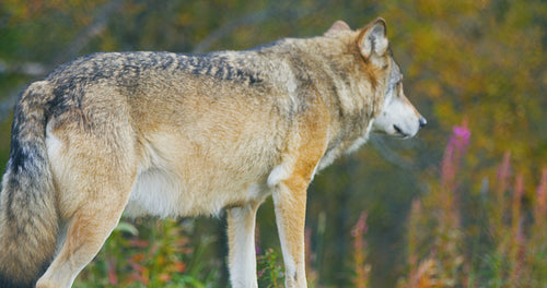 Close-up of beautiful grey wolf standing in the forest