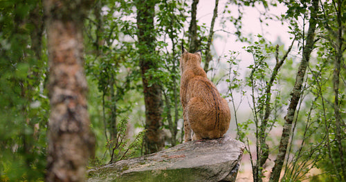 Wild eurasian lynx sitting on a mossy rock in a forest