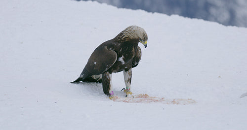 One large golden eagle eating on a dead animal in the snow at winter