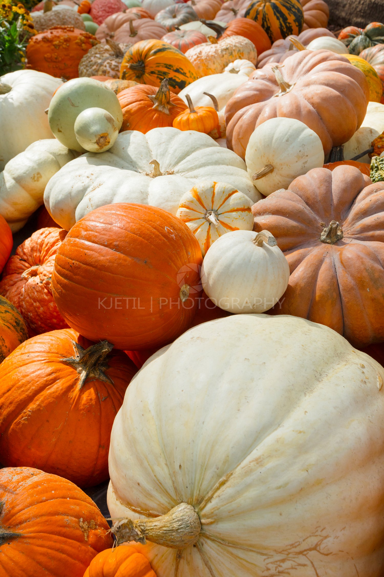 Fresh Pumpkins Displayed For Sale In Market