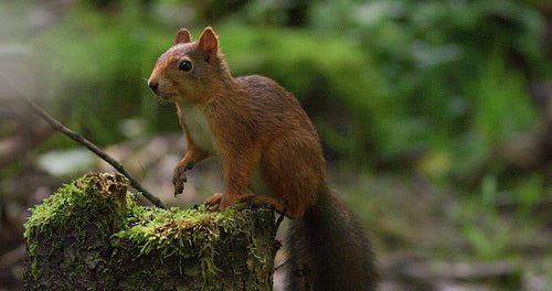 Red squirrel looking for enemies at the forest floor