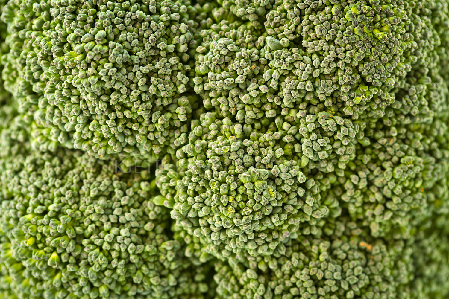 Broccoli Detail