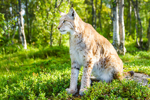 One eurasian lynx sitting in the green forest
