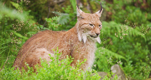 Alert lynx sitting on field in forest