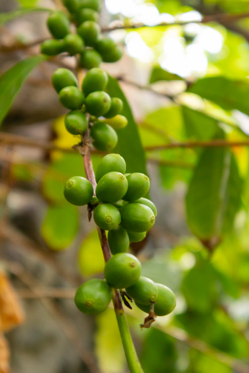 Twig Of Fresh Coffee Fruits Growing at Farm