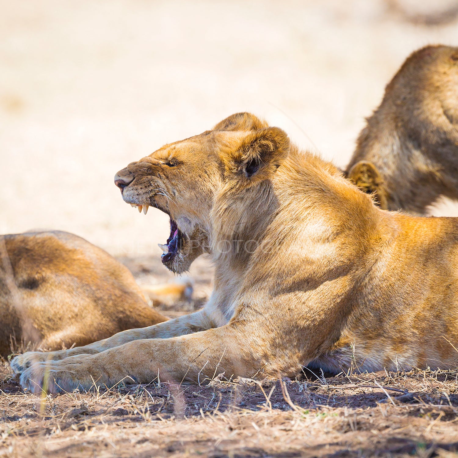 Yawning young male lion rests in Serengeti