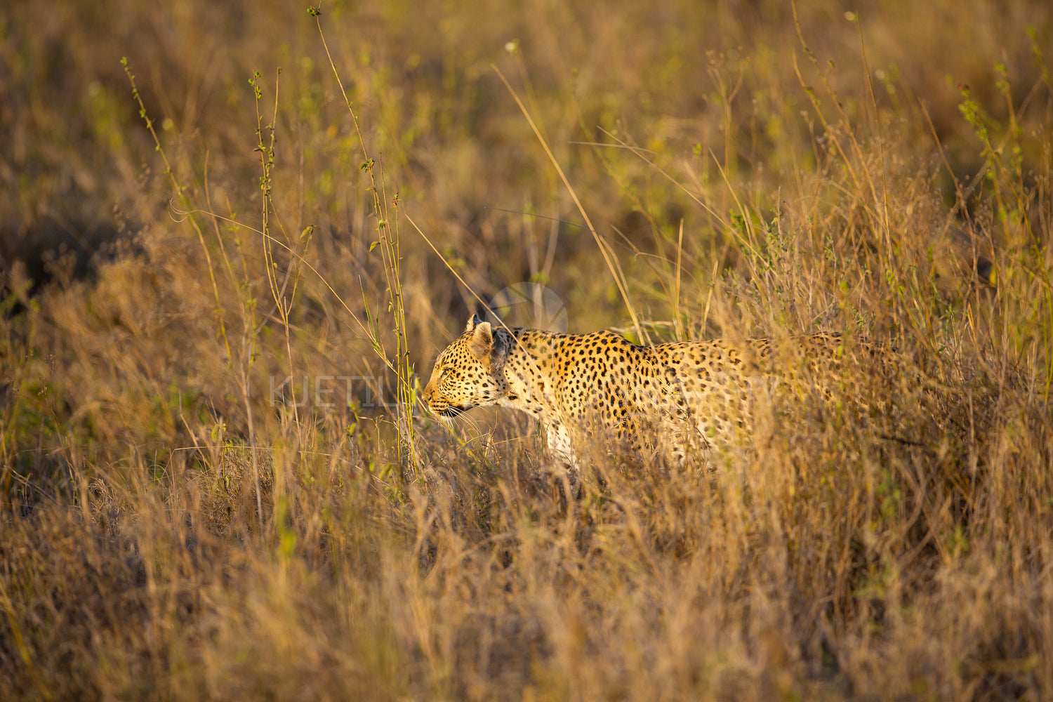 Leopard hunting in Serengeti