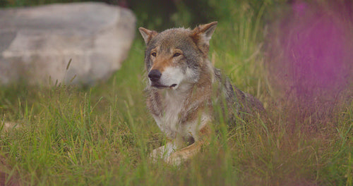 Close-up of a sleepy large adult male grey wolf rests in a meadow and grass in forest