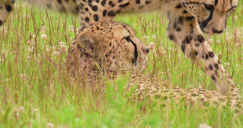 Playful cheetahs lying on field