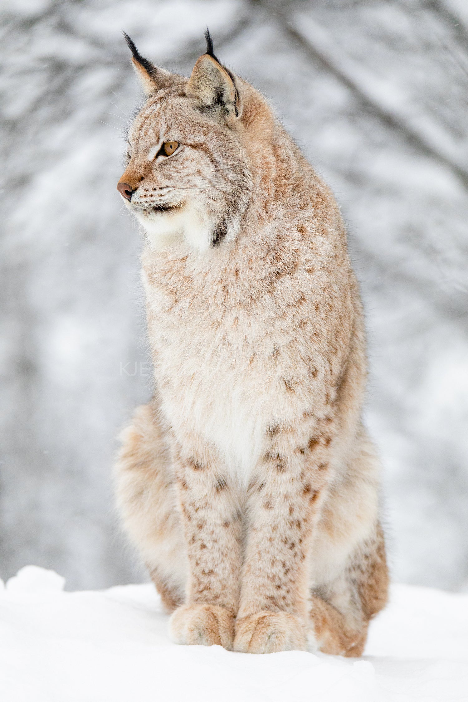 Close portrait of beautiful lynx cat in the winter snow