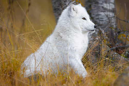 Focused white arctic fox in the forest