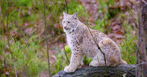 European lynx cat cub sits in the autumn forest