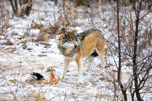 Magnificent wolf standing over a piece of meat in the forest