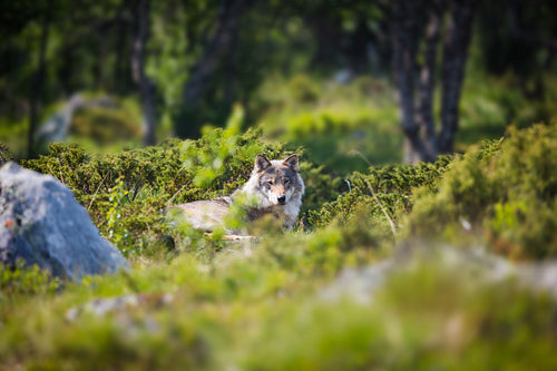Wolf rests in the forest