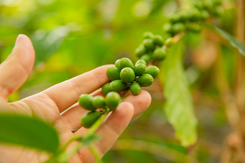 Close-Up Of Man Hand Inspects Fresh Coffee Fruits on Twig
