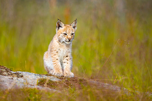 Cute lynx cub sits in meadow