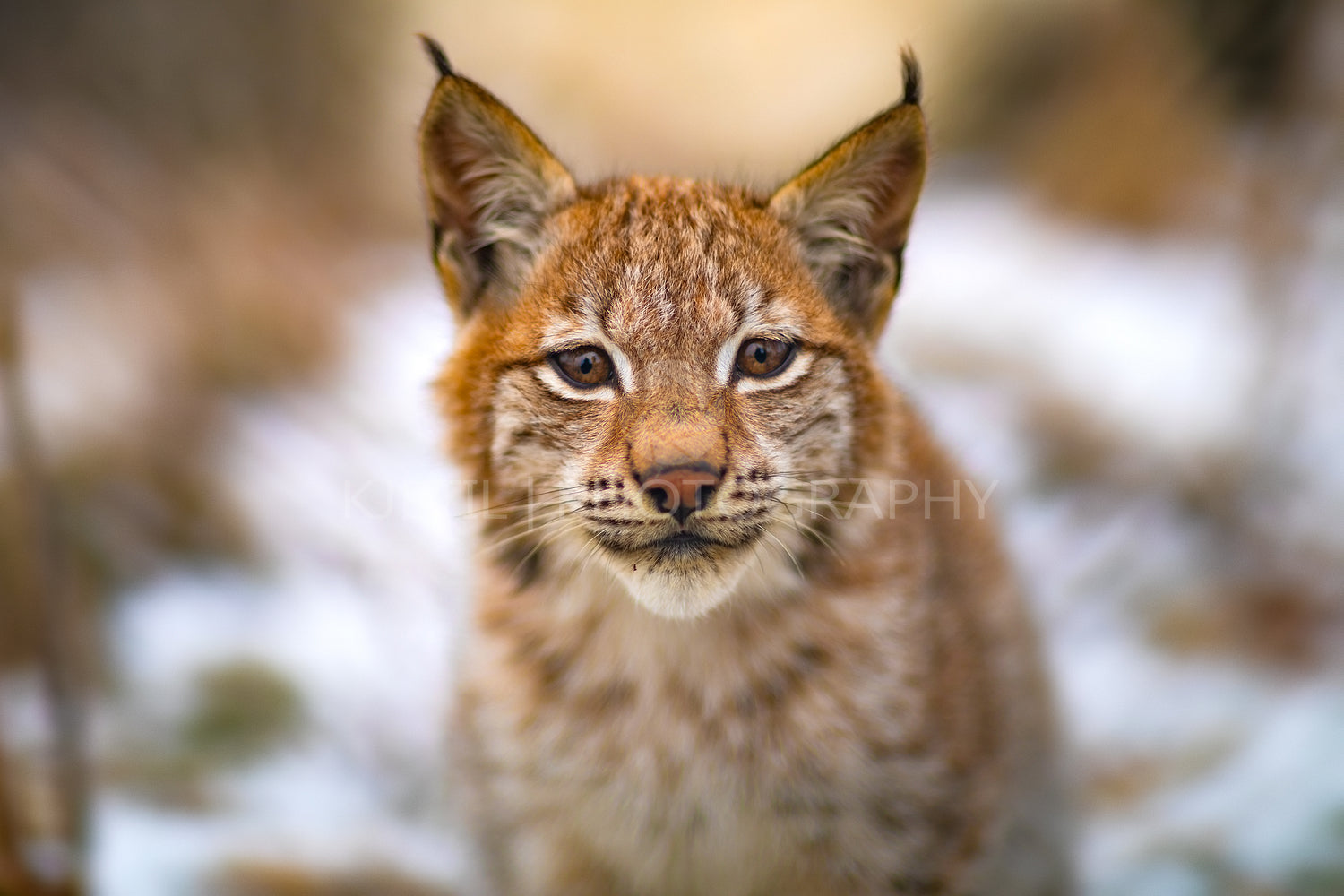 Portrait of eurasian lynx rests in the forest at early winter