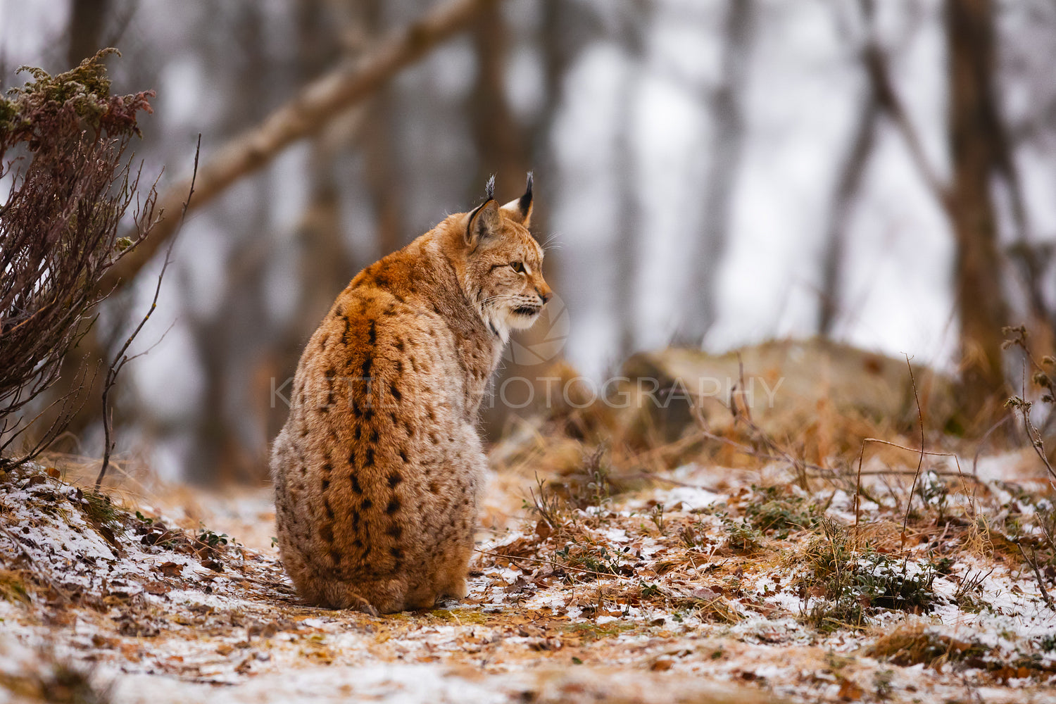 Back view of eurasian lynx looking into the forest in winter