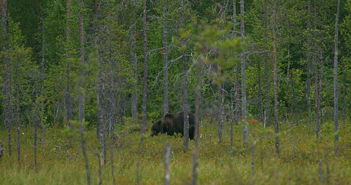 Large brown bear walking free in the dense forest