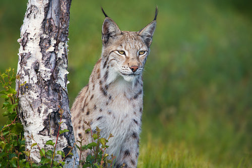 Proud lynx standing by a tree