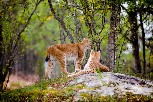 Alert Lynx Resting On Rock Formation In Forest