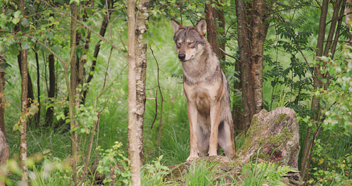 Large grey wolf looking after rivals and danger in the forest