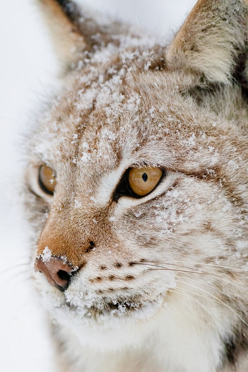Close portrait of beautiful lynx cat in the winter