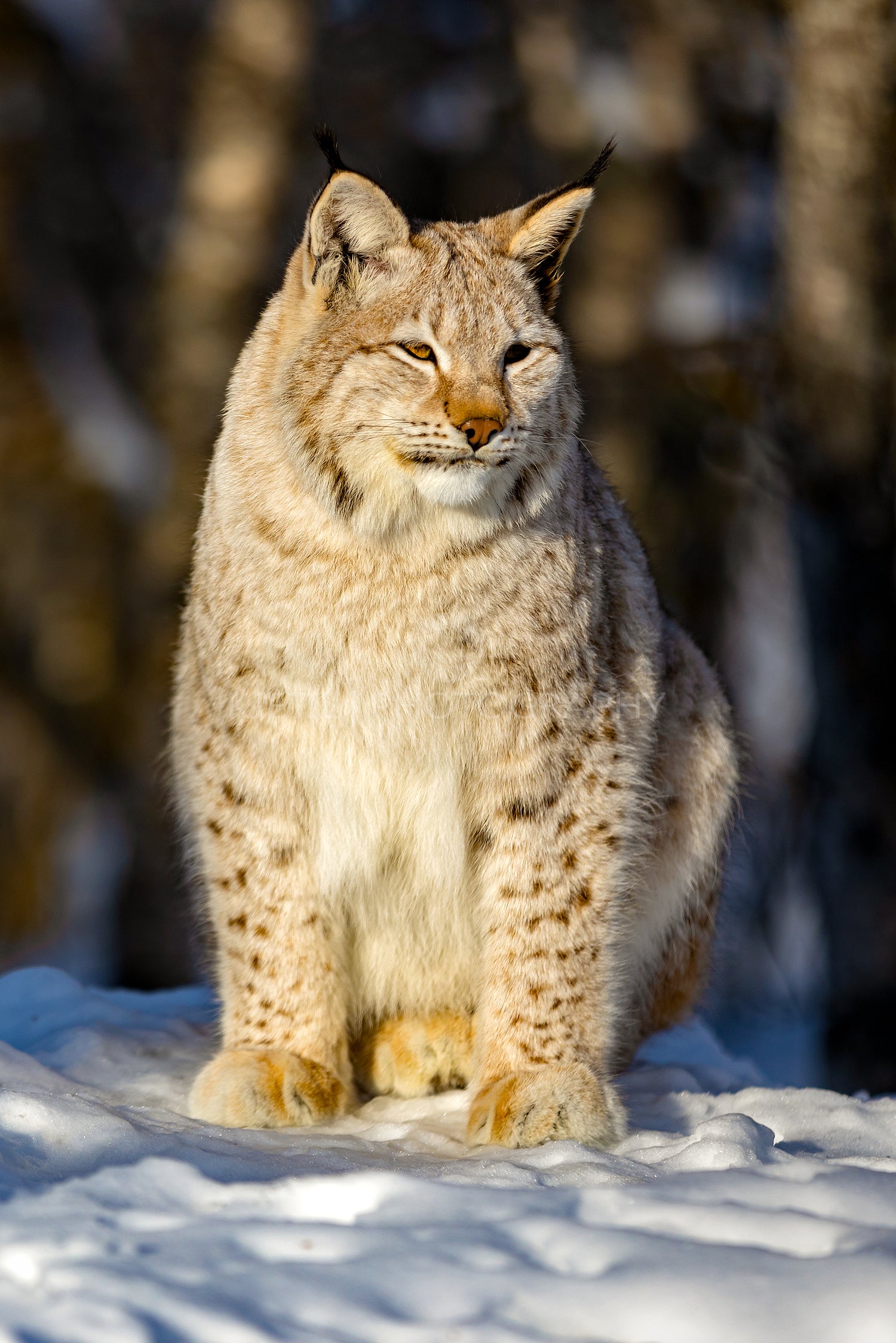 Eurasian lynx on snow while looking away