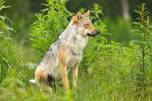 Sitting female grey wolf in the green summer forest