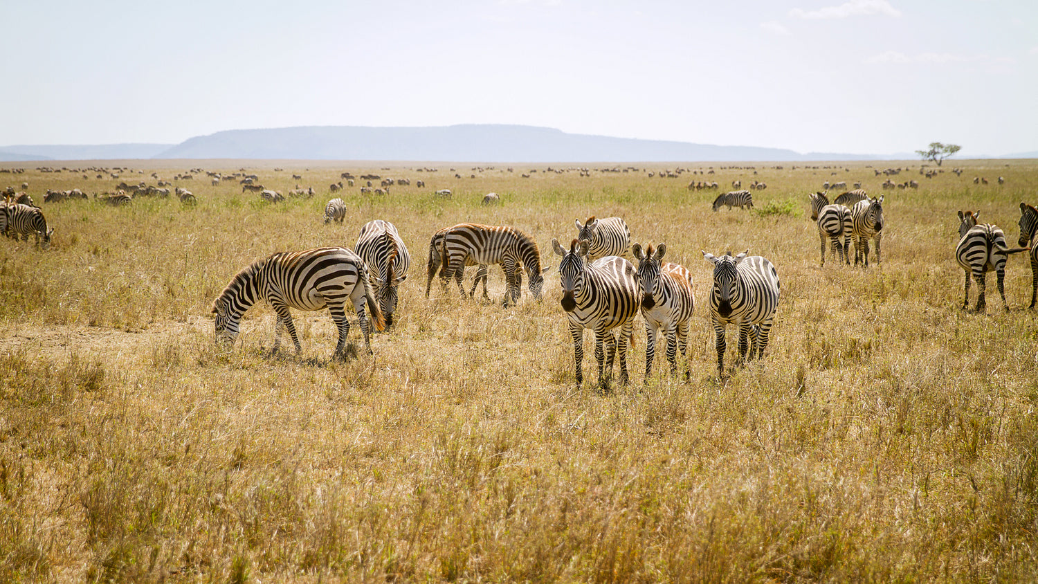 Zebra grazing in Serengeti Tanzania