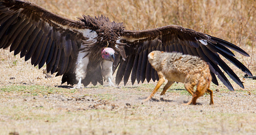 Fight between vulture and wild dog in Africa