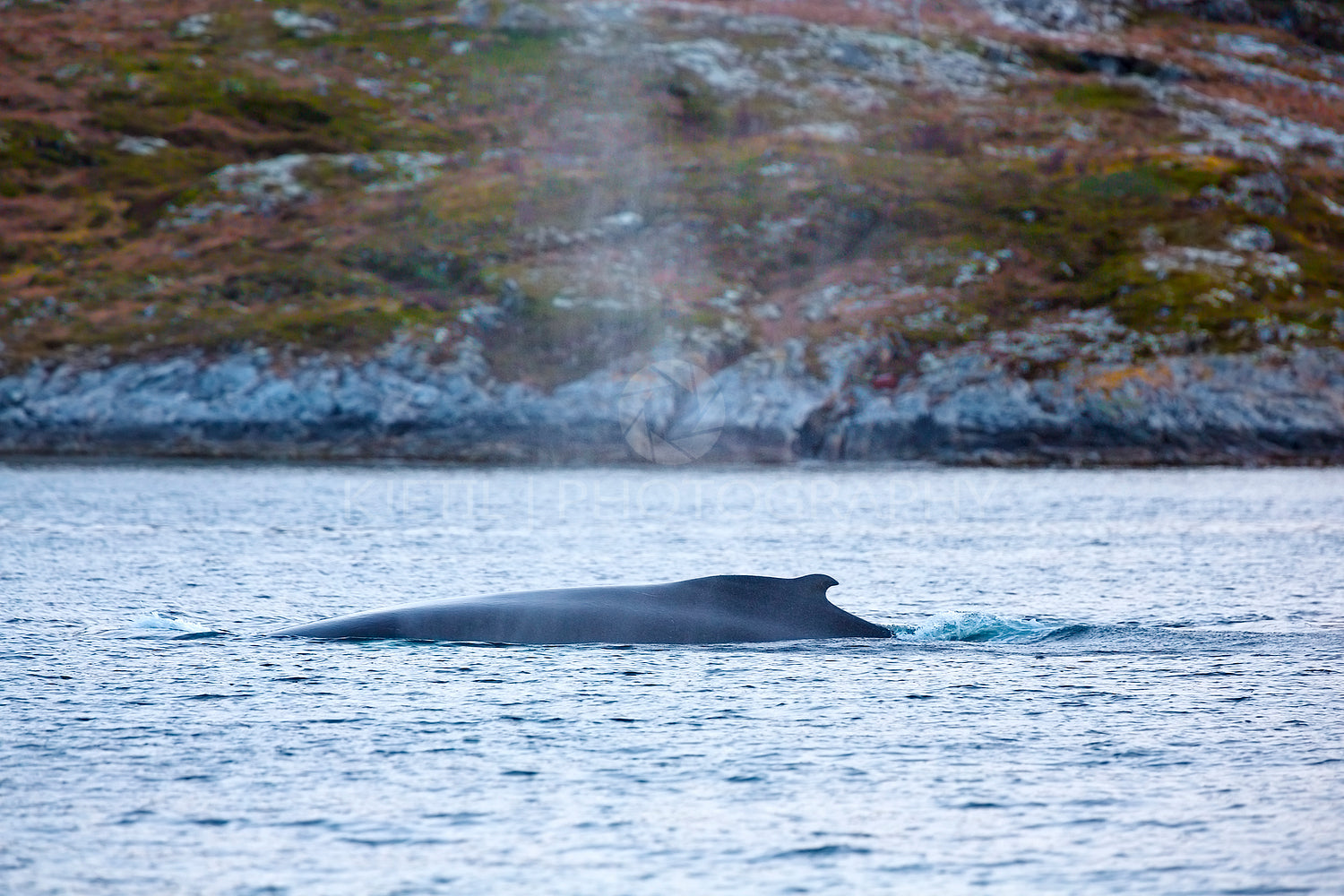 Large humpback whale in the arctic sea