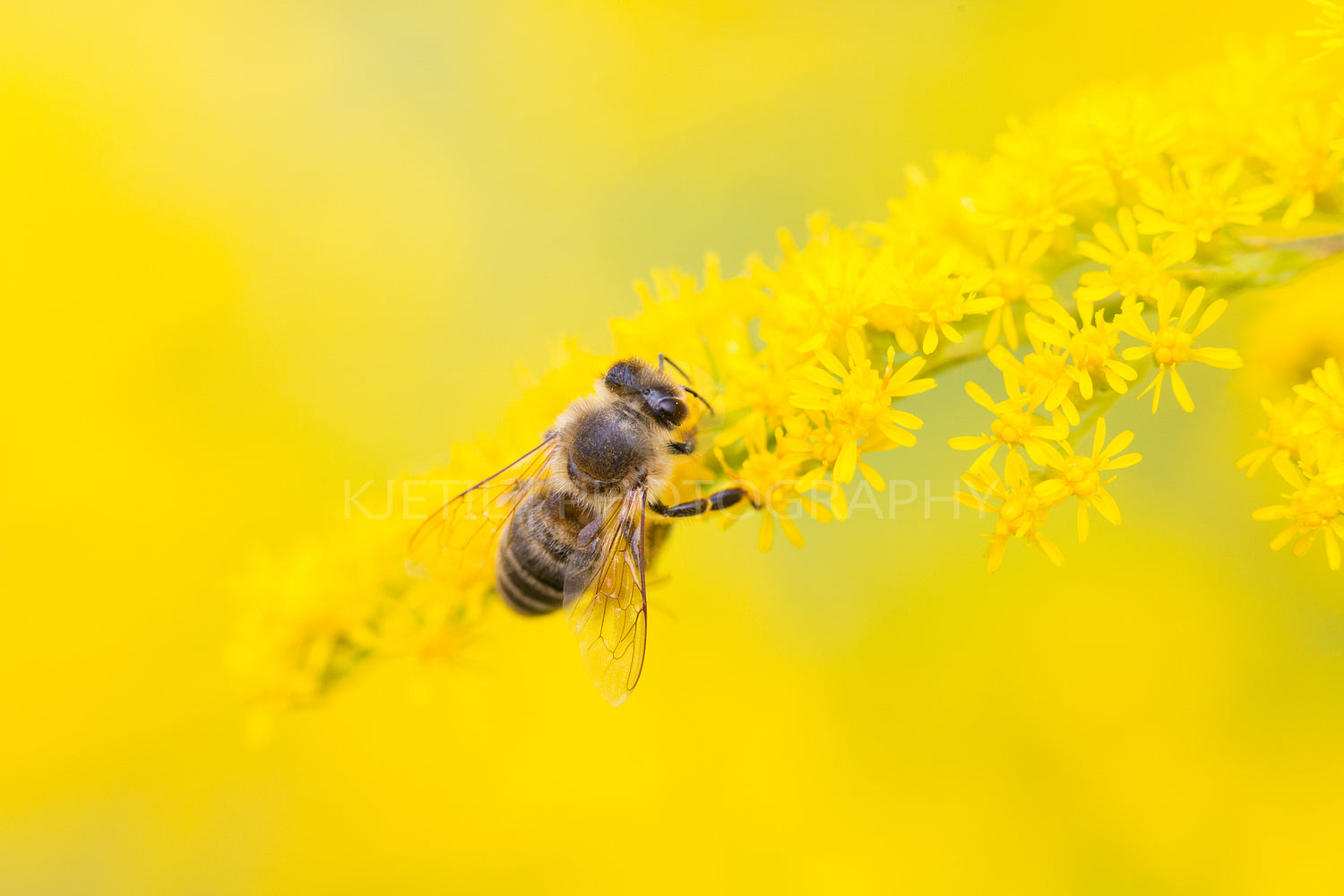 Bee feed on nectar and pollen