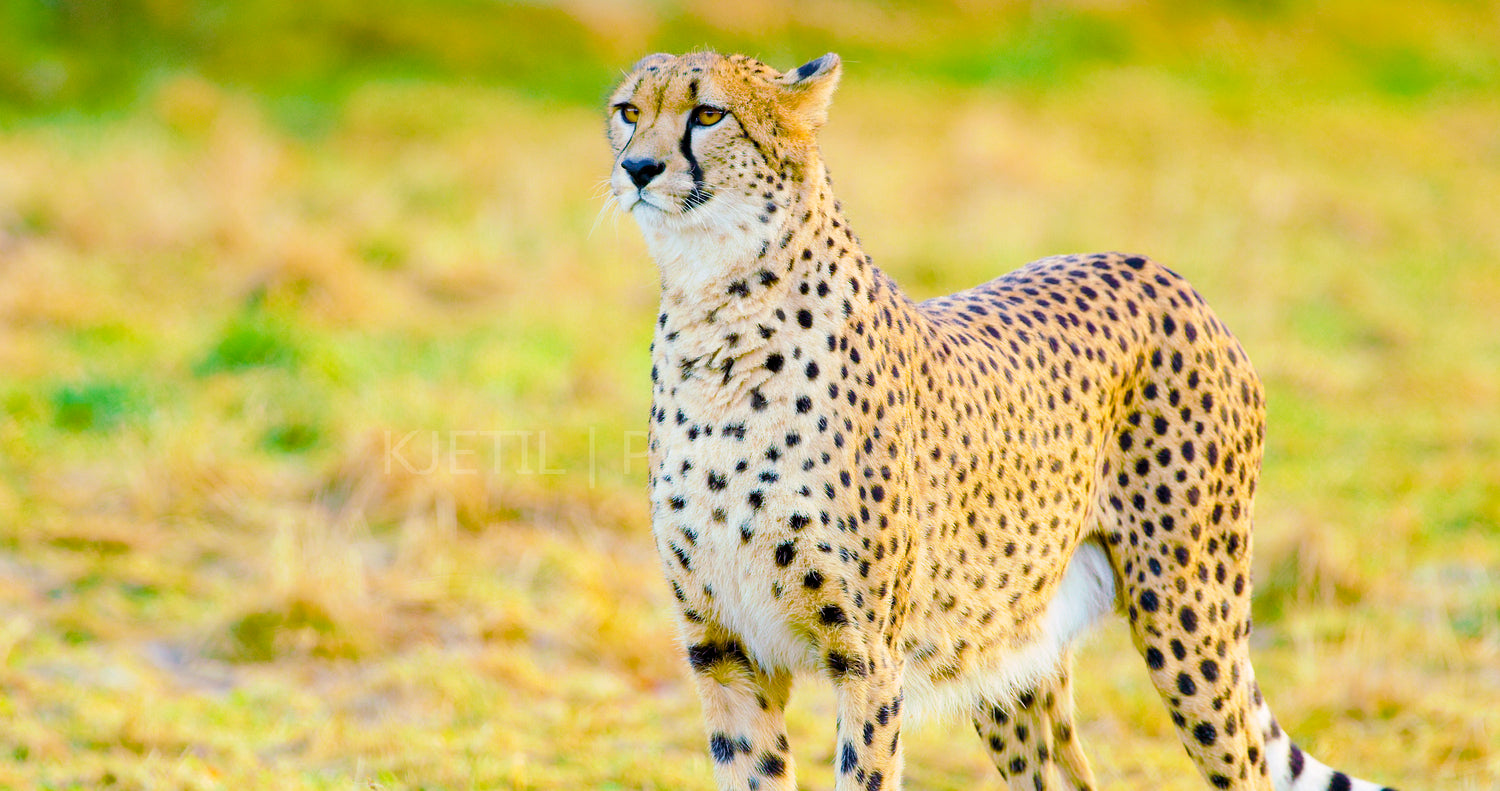 Close-up of adult cheetah looking after enemies